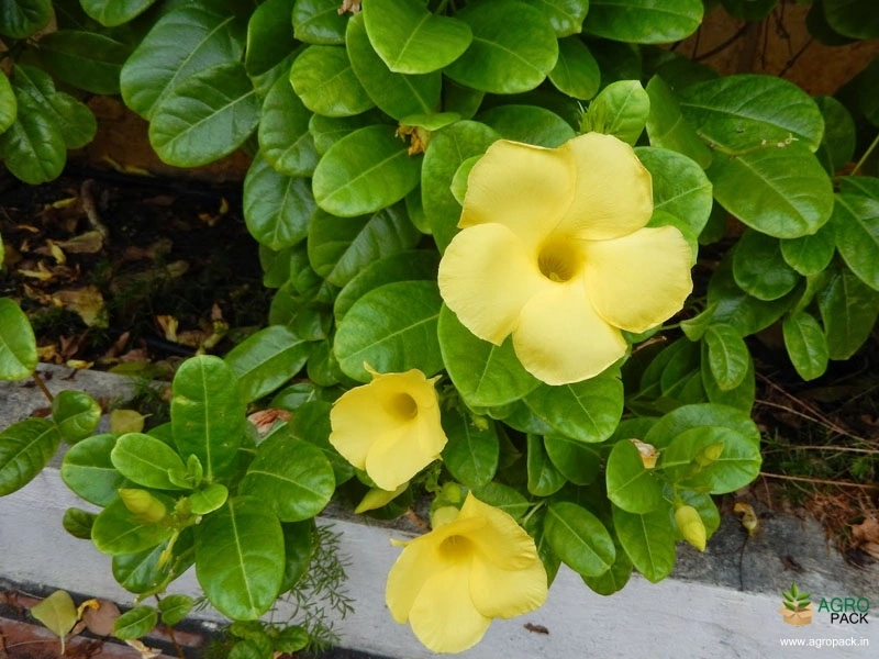 Mandevilla-Yellow1