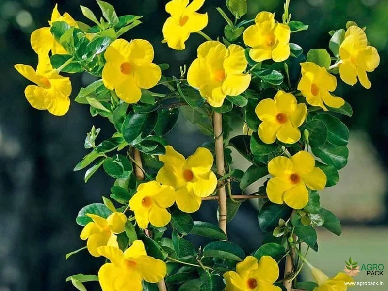Mandevilla-Yellow3