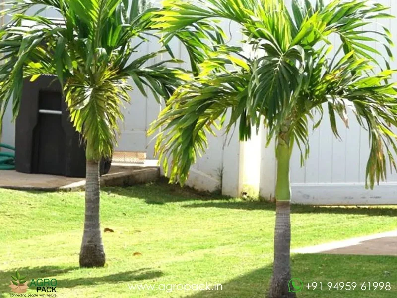 Manila-Palm2