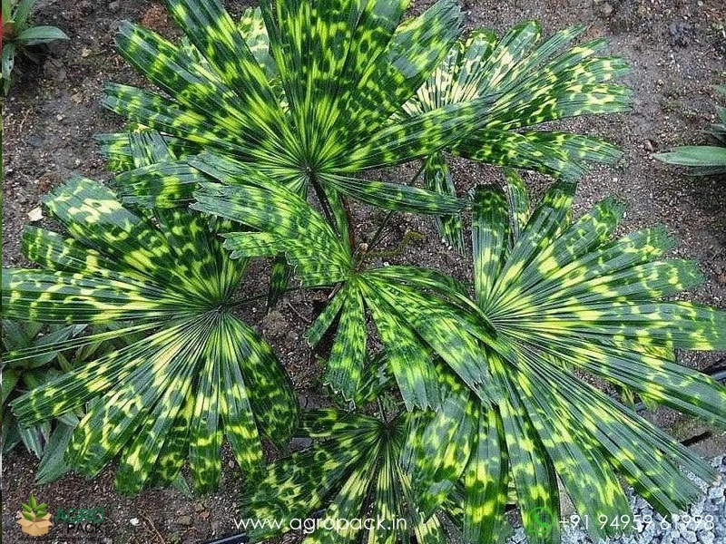 Mapu-Palm1