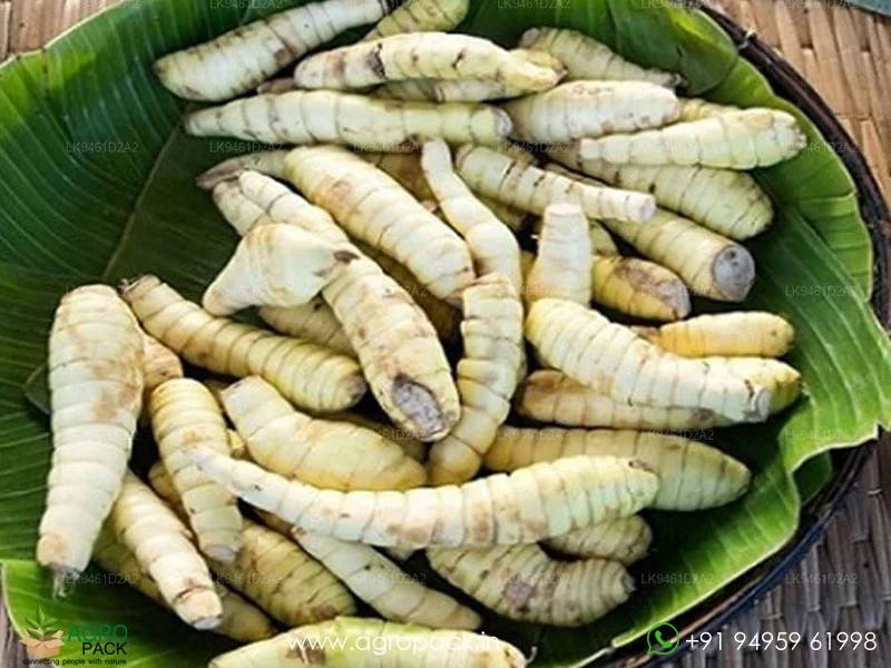 Maranta-arundinacea-arrowroot2