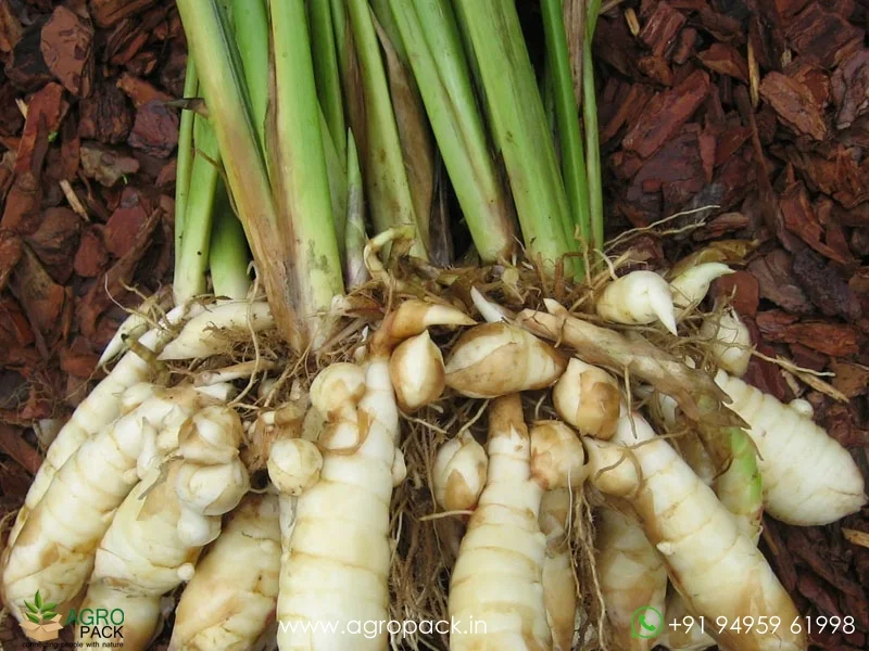 Maranta-arundinacea-arrowroot4