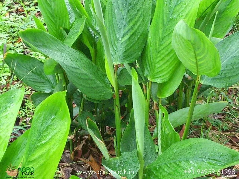 Maranta-arundinacea-arrowroot5