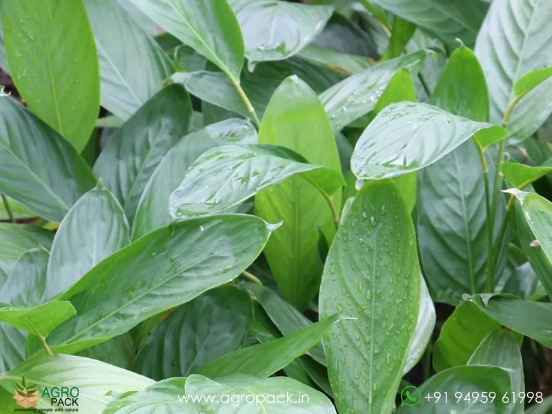 Maranta-arundinacea-arrowroot6