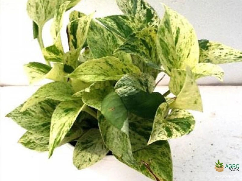 Marble-Money-Plant2