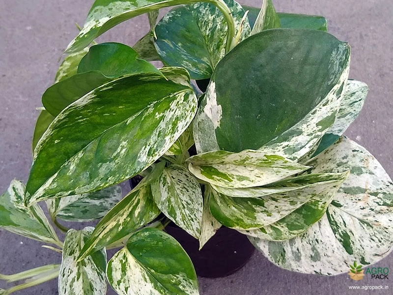 Marble-Money-Plant3