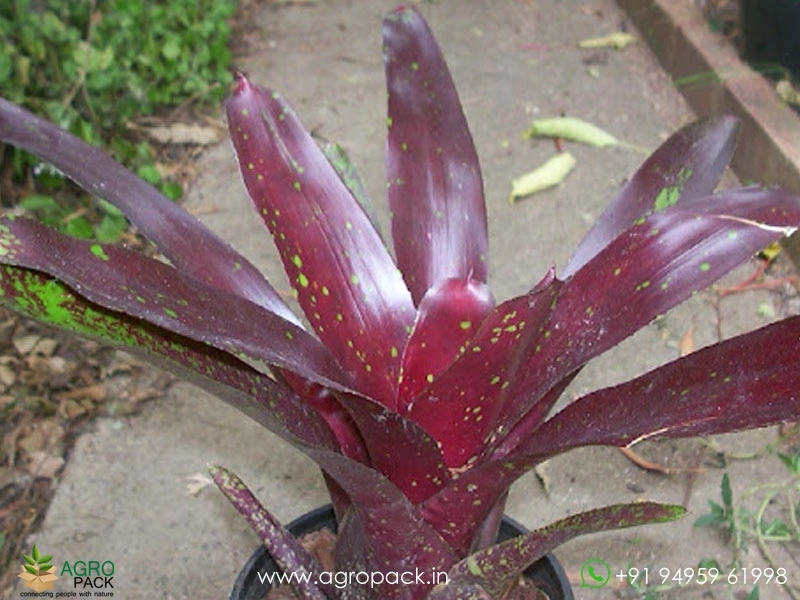 Maroon-Bromeliad1