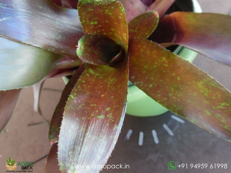 Maroon-Bromeliad3