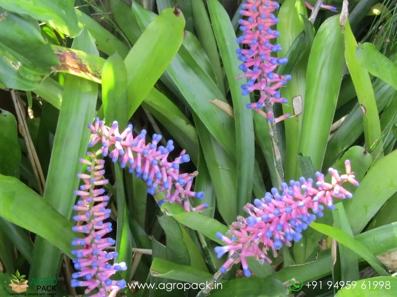 Matchstick-Bromeliad2