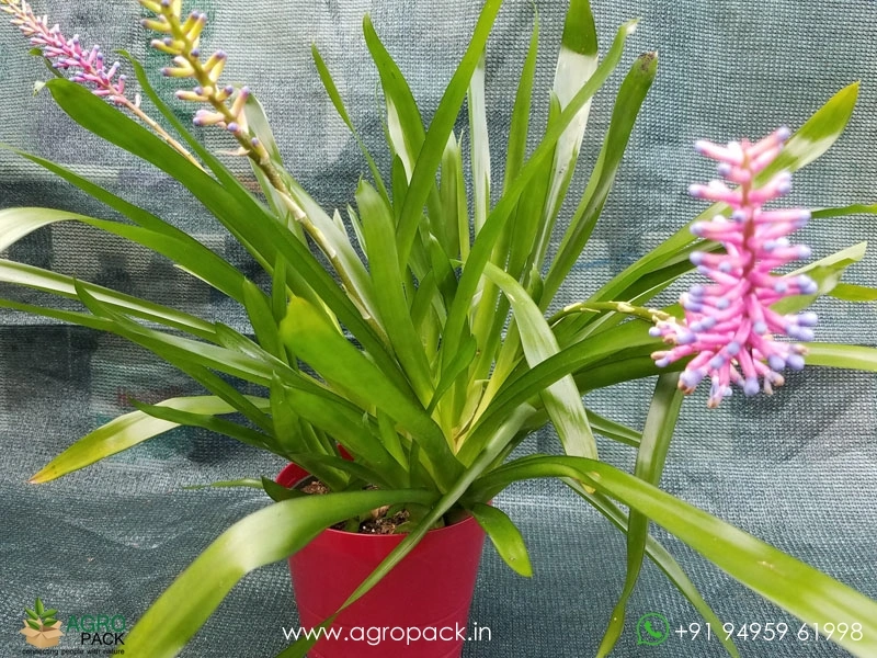 Matchstick-Bromeliad3