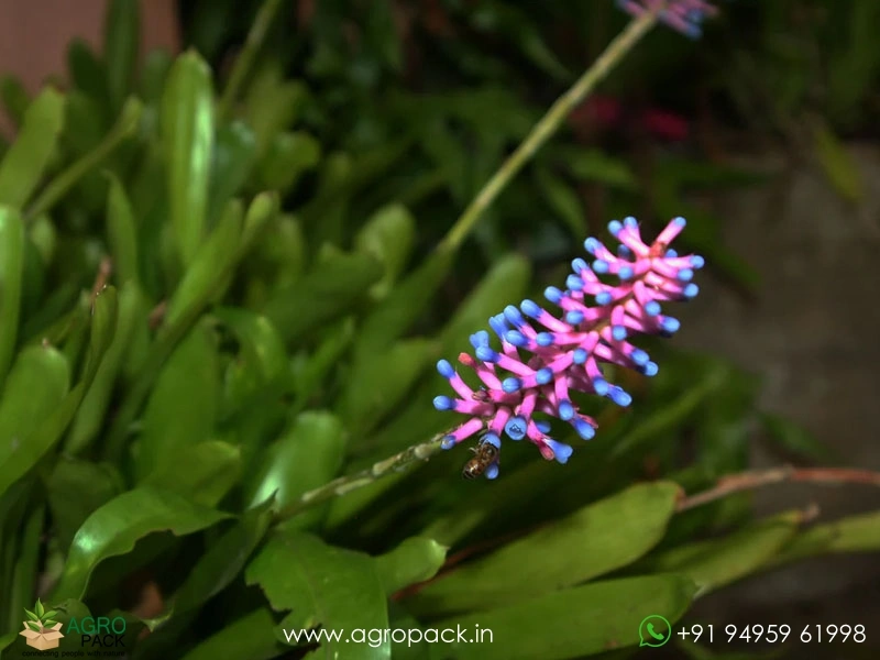 Matchstick-Bromeliad4