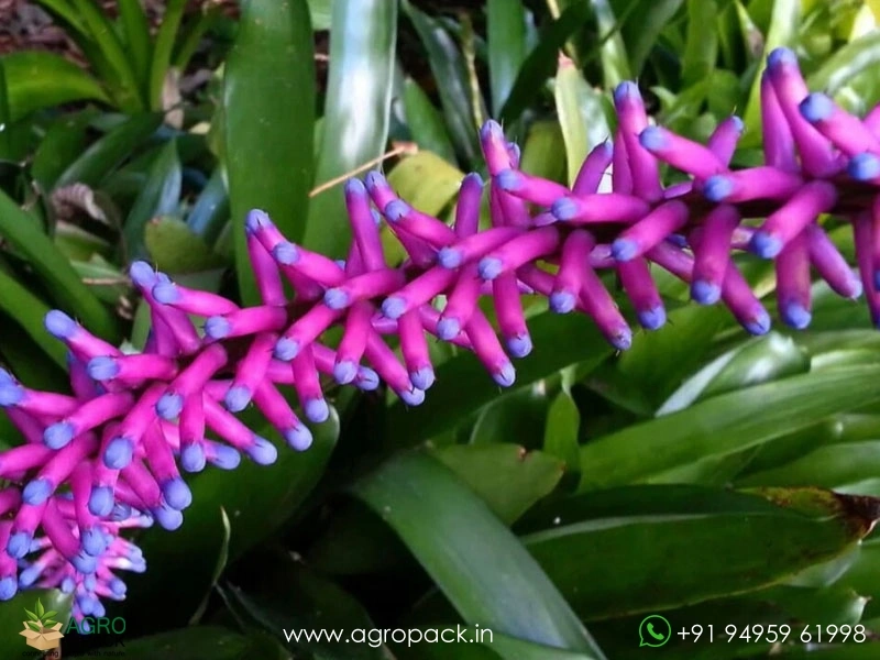 Matchstick-Bromeliad5