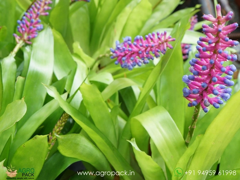 Matchstick-Bromeliad6