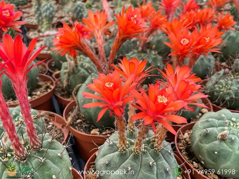 Matucana-Madisoniorum1