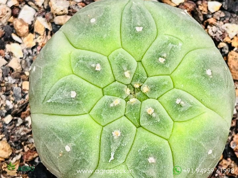 Matucana-Madisoniorum2