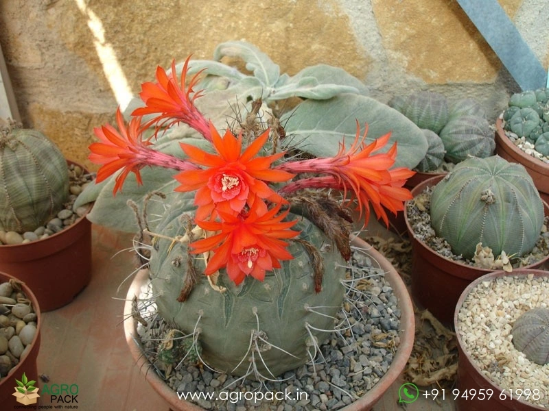 Matucana-Madisoniorum3