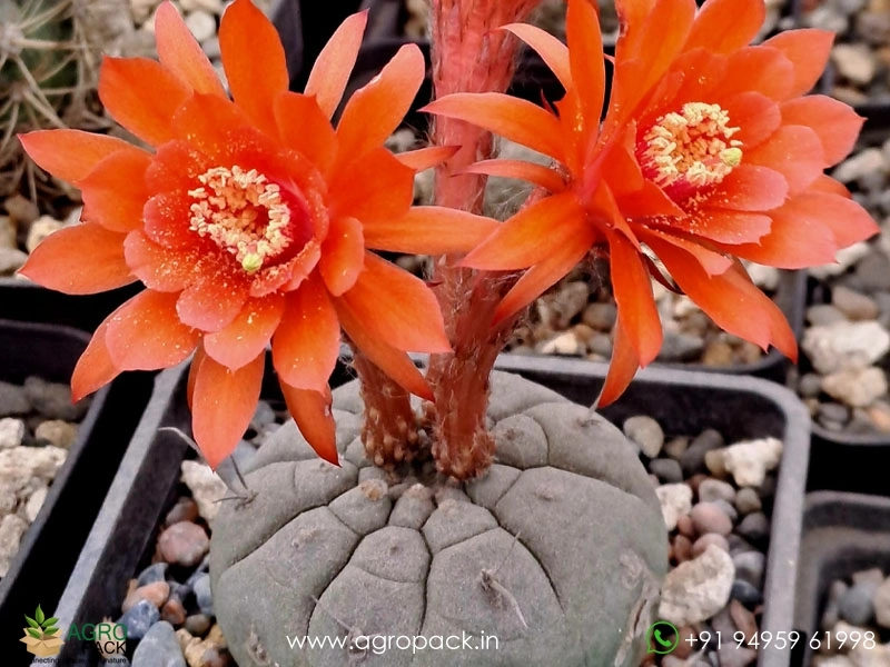 Matucana-Madisoniorum4