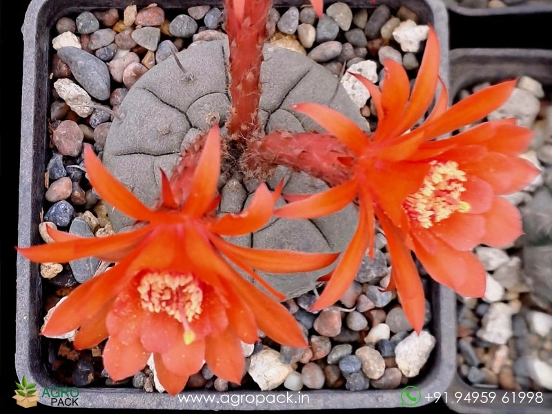 Matucana-Madisoniorum5