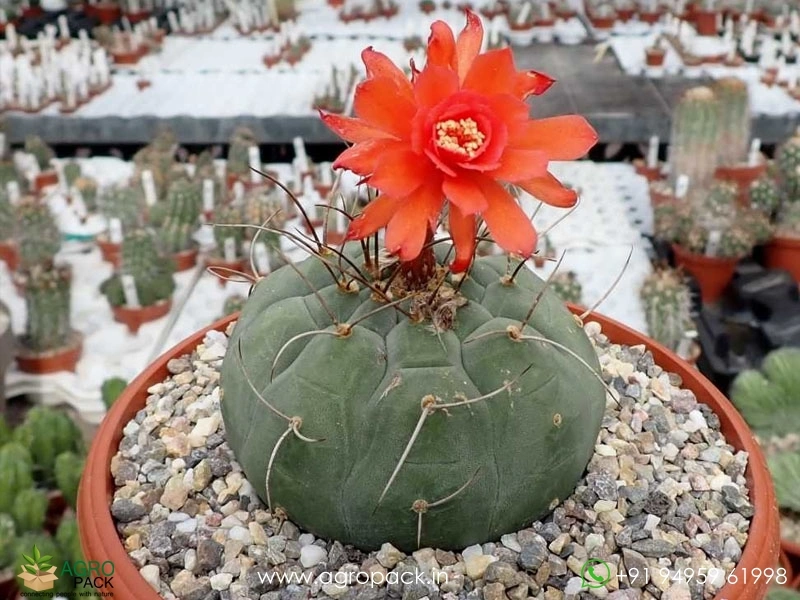 Matucana-Madisoniorum6