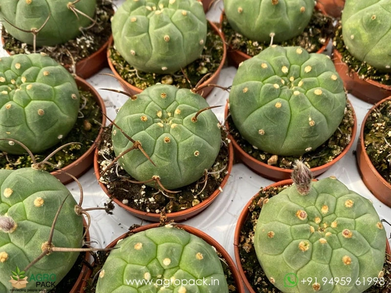 Matucana-Madisoniorum7