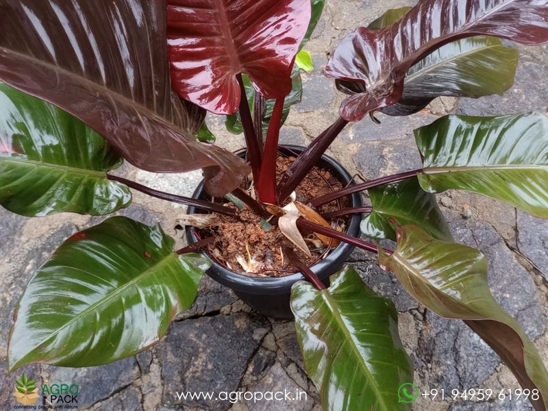 Mature-Philodendron-Black-Cardinal1