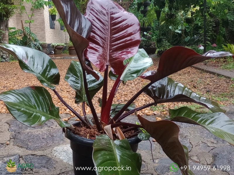 Mature-Philodendron-Black-Cardinal2