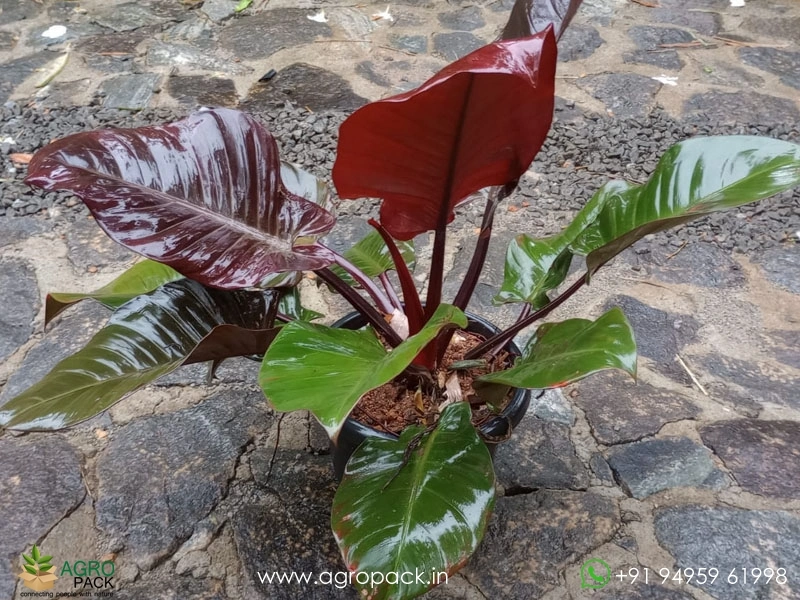 Mature-Philodendron-Black-Cardinal3