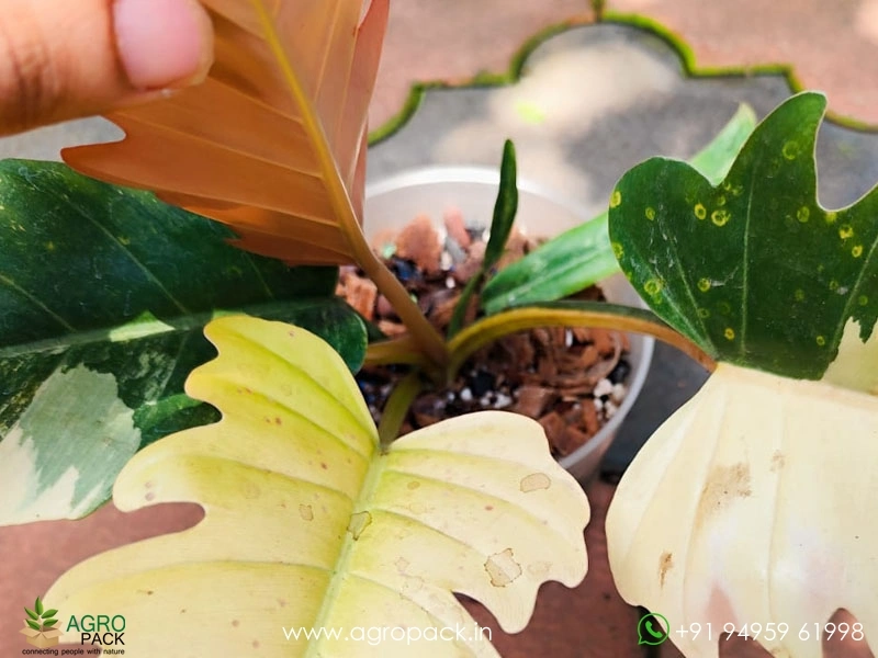 Mature-Philodendron-Caramel-Marble4