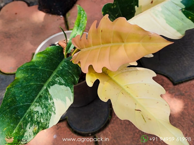 Mature-Philodendron-Caramel-Marble6