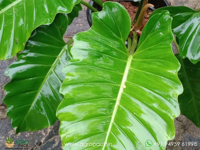 Mature-Philodendron-Jungle-Fever3