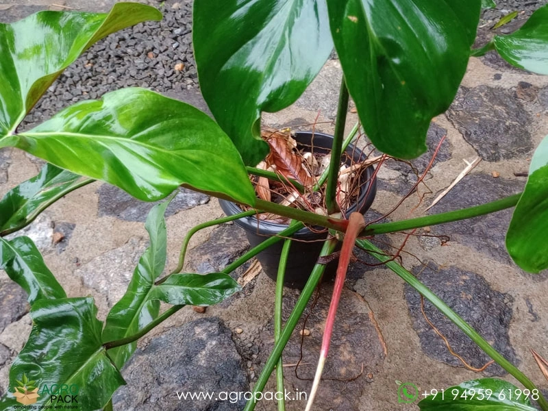 Mature-Philodendron-Mexicanum3