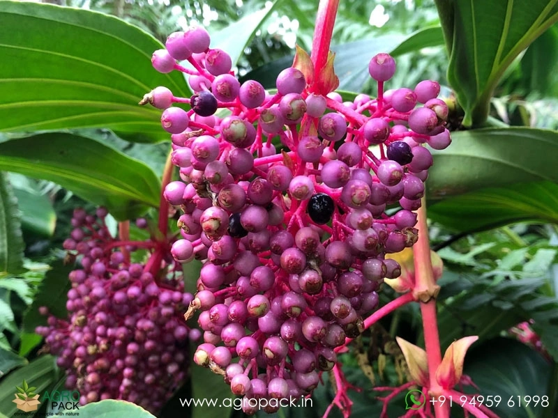 Medinilla1