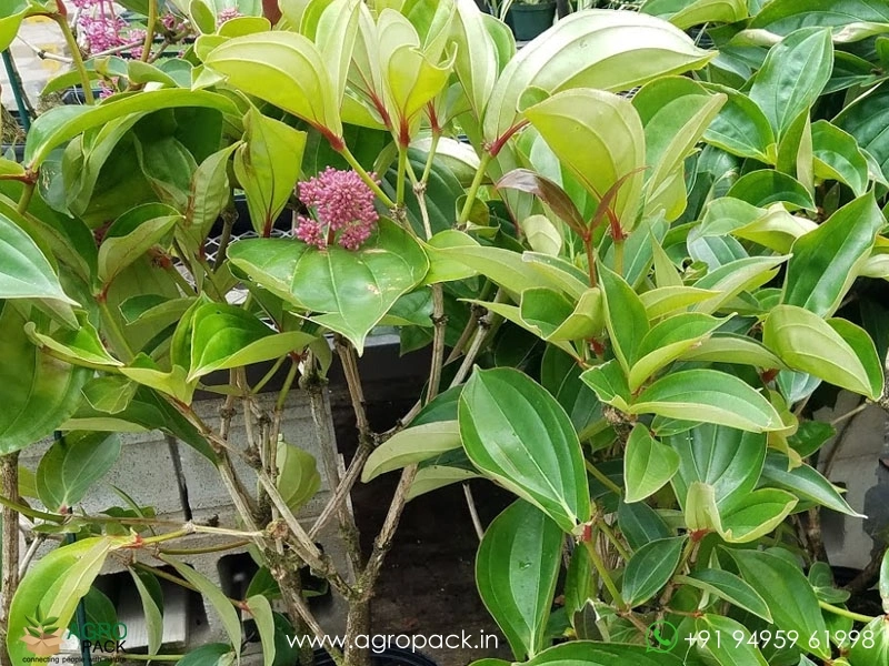 Medinilla2