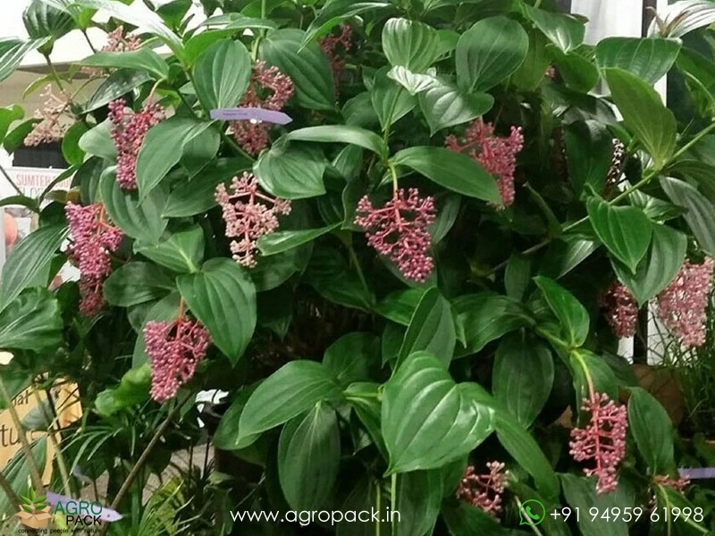 Medinilla3