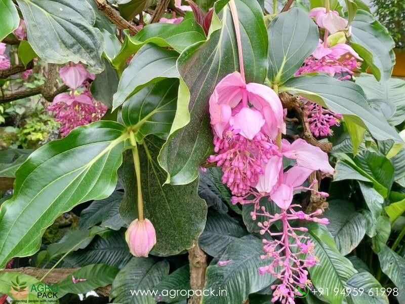 Medinilla4