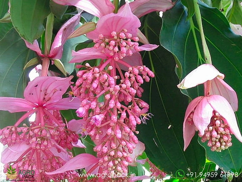Medinilla5