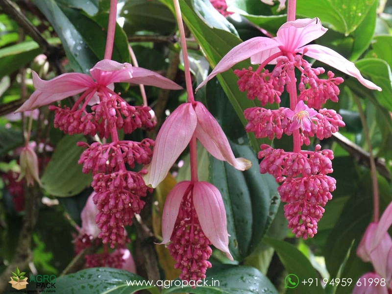 Medinilla6