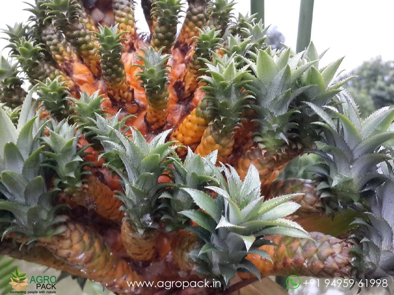 Medusa-Pineapple2
