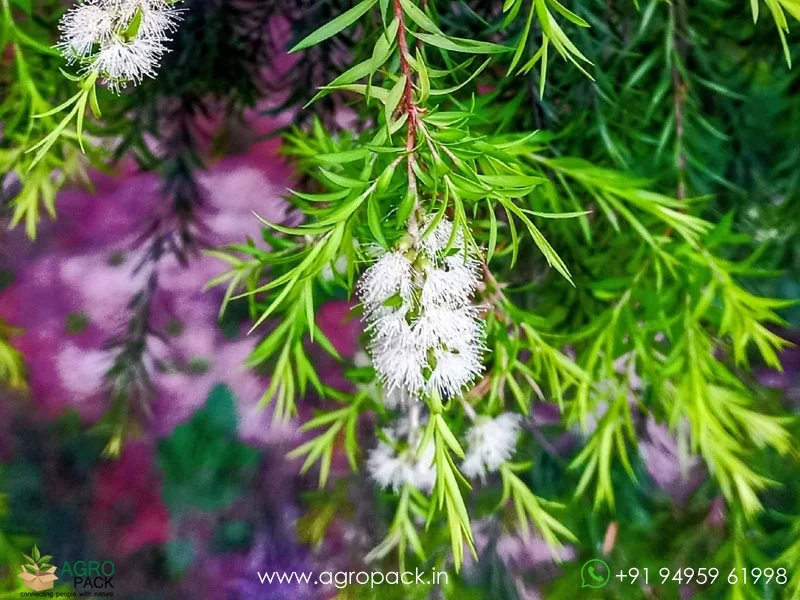 Melaleuca-Bracteata-Golden-Bottle-Brush1