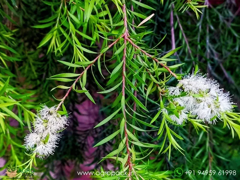 Melaleuca-Bracteata-Golden-Bottle-Brush2