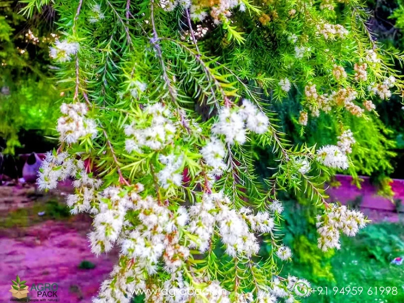 Melaleuca-Bracteata-Golden-Bottle-Brush3