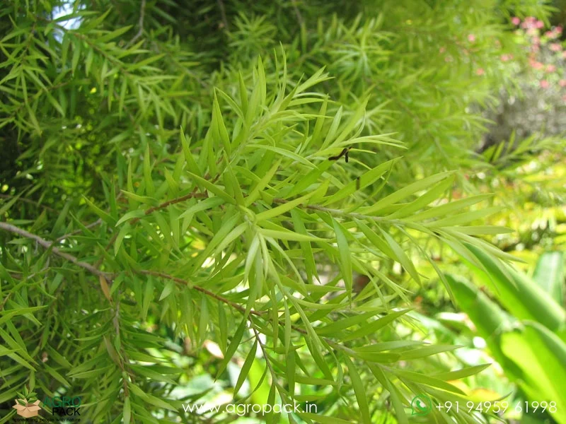 Melaleuca-Bracteata-Golden-Bottle-Brush4