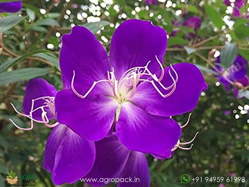Melastoma-Violet1