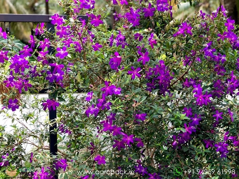 Melastoma-Violet2
