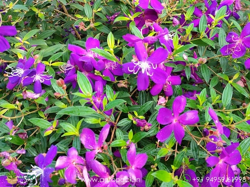 Melastoma-Violet3