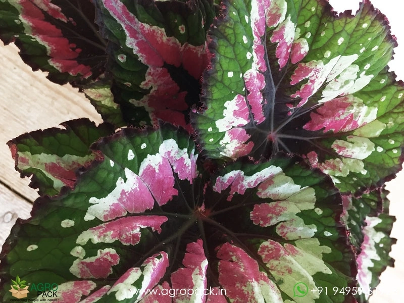 Merry-Christmas-Begonia1