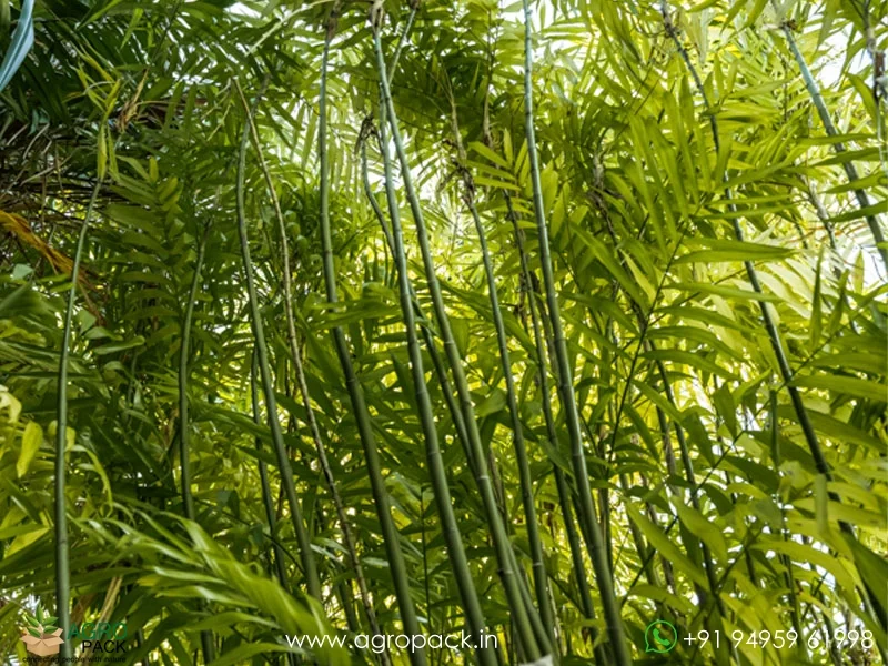 Mexican-Bamboo-Palm1