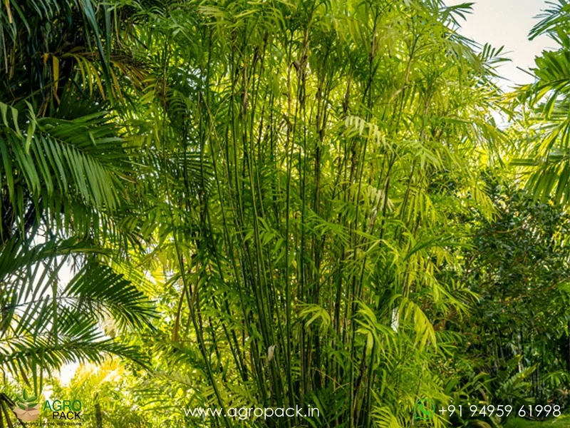 Mexican-Bamboo-Palm2