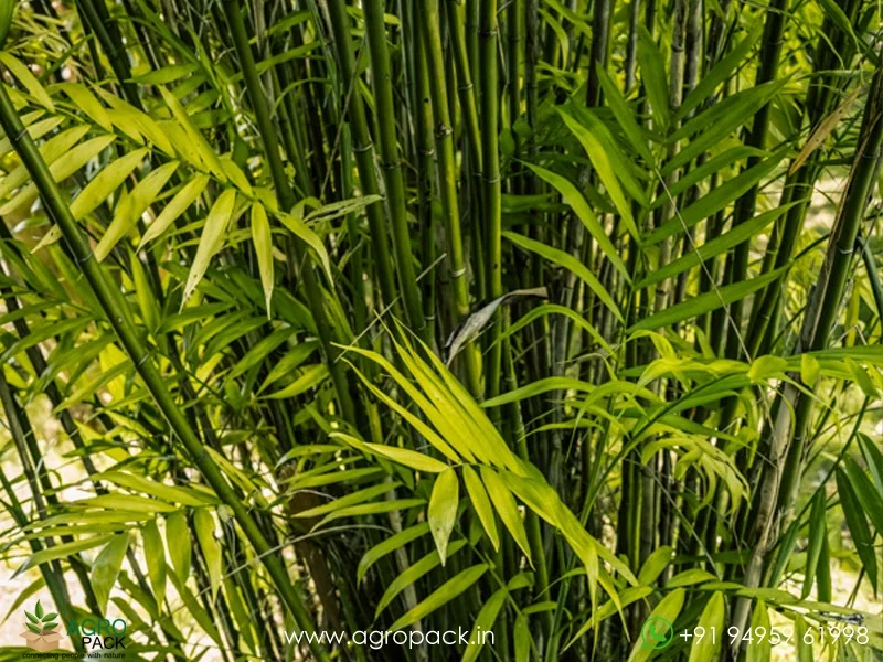 Mexican-Bamboo-Palm3
