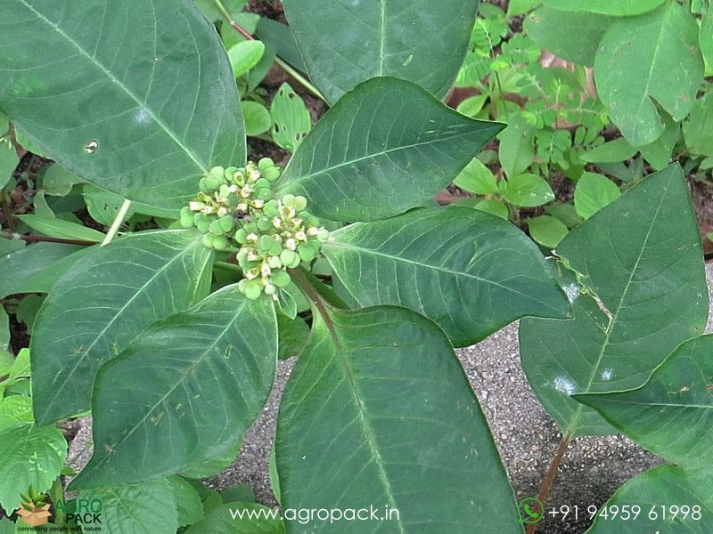 Mexican-Fireplant6